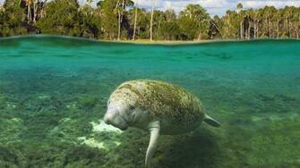 Florida Manatee Wallpaper Crystal River