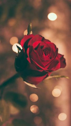 A Rose iPhone Wallpaper Idrop News