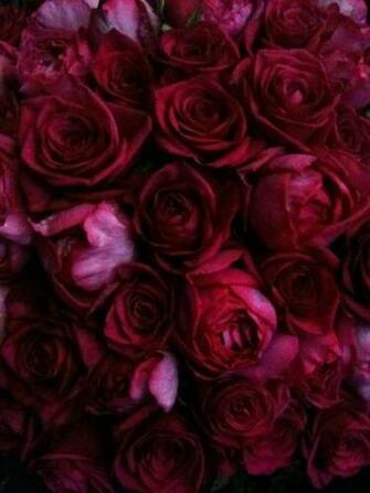 Burgundy Wine Deep Red Roses Blooms