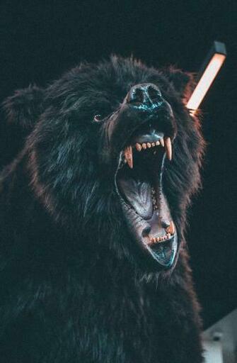 Bear Image HD Pictures Photos