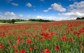 Field Of Remembrance Poppies Apple iPhone Wallpaper