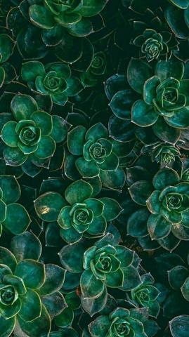 The Sustainable Witch Dark Green Aesthetic Wallpaper