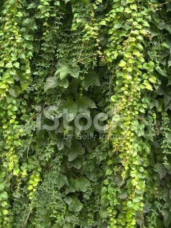 Vines Background Stock Photos Image
