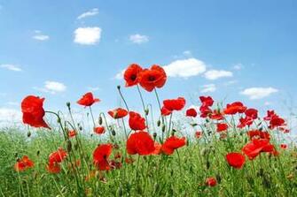 Field Of Poppies Mural By Esta Home Wallpaper Direct