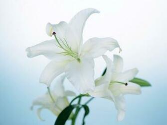 Lily Flower Wallpaper Rating Reer Nden Itemreed