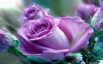 Purple Rose Flower Wallpaper High Resolution