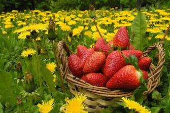 Strawberry Computer Wallpaper Desktop Background Id