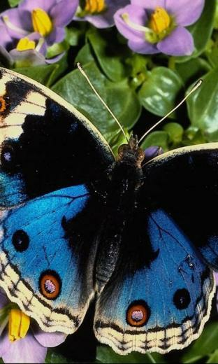 Butterfly Wallpaper Apps For Android Phone