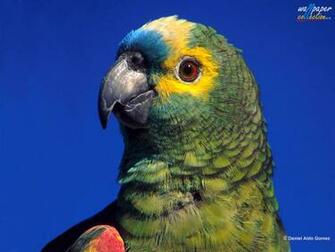 Wallpaper Animals Airplane Bird Car
