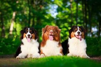 Australian Shepherd Wallpaper Android Apps On Google Play