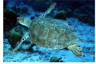 Sea Turtle Photos Noaa Fisheries