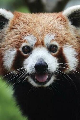 Red Panda