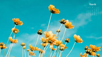 March Wallpaper Best Desktop Phone Background