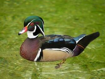 Gallery For Gt Wood Duck Wallpaper