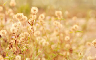 HD Wallpaper Of Delicate Dandelions In Nature