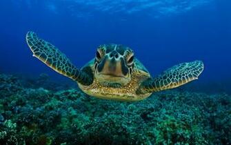 Wallpaper HD Sea Turtle