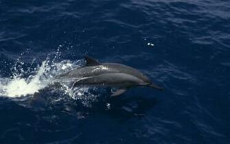 Cute Background And Wallpaper Sea Animal HD