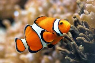 Nemo HD Wallpaper