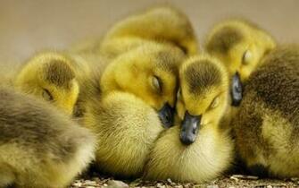 Baby Duck Wallpaper Animals