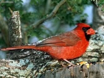 Red Cardinal Animals