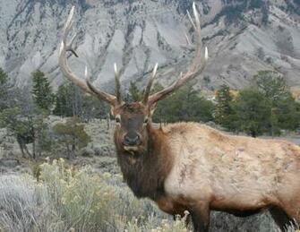Monster Bull Elk Wallpaper