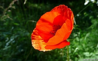Poppy Flower Wallpaper Desktop iPad Background