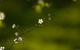 Background HD And Widescreen Wallpaper