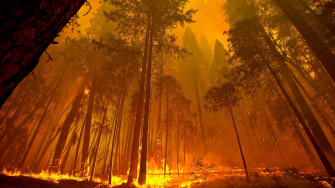 Forest Fire 4k 1440p Resolution HD Wallpaper Image
