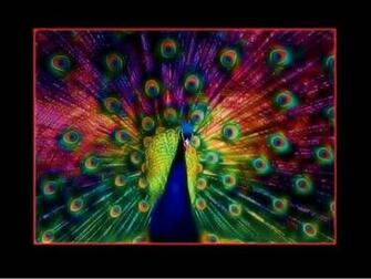 Peacock Wallpaper HD Pw