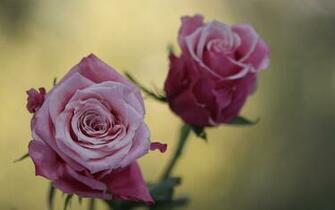 Cute Pink Roses Flowers Wallpaper