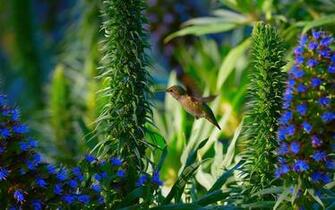 HD Wallpaper Pics Hummingbird