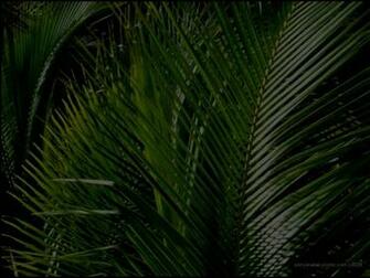 Palm Sunday Background