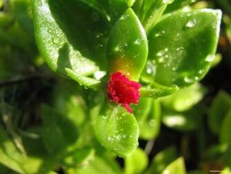 Tiny Red Flower Wallpaper