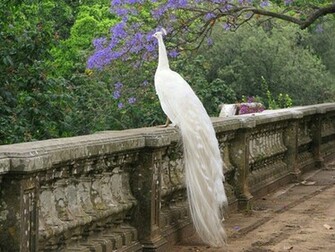 Peacock HD Wallpaper Pictures Image Background Photos