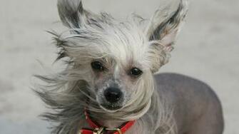Funny Grey Dog Wallpaper1920x1080 Wallpaper Screensaver