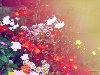 All World Wallpaper Flowers Lotus Sunflower Lily