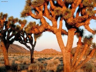 Nature Sunrise Joshua Tree National Monument California Picture Nr