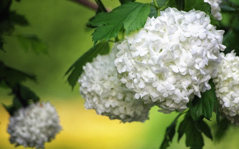 Hydrangea Wallpaper