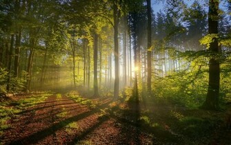 Summer Forest Wallpaper Desktop Walljpeg