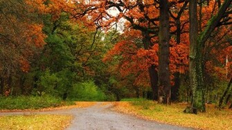 Wallpaper Fall Maple Background HD