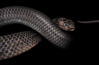 How Snakes Lost Their Legs Scientific American