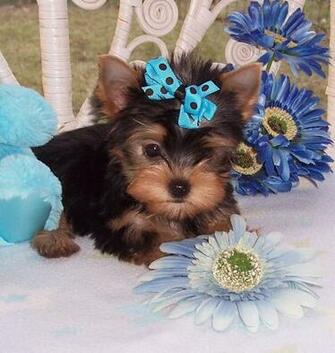 Showing Results For Pictures Of Teacup Yorkies Imagebasket