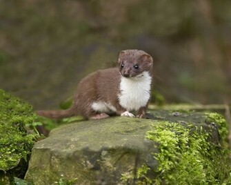 Animal Ferret Wallpaper