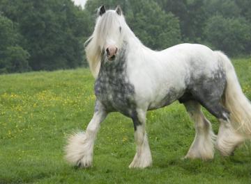 Gypsy Vanners Being All Gorgeous Horse Nation