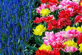Beautiful Flower Garden Forest Cool Wallpaper Wonderful