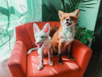 Keeping Up With Juniper The Fox Friends South Magazine