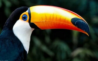 Toucan Wallpaper