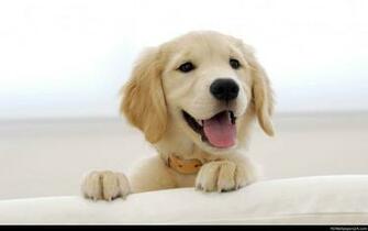 Golden Retriever Wallpaper