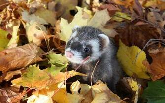 Ferret Wallpaper