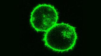 New Cancer Therapy Method Introduces Gene Edits To T Cells Quickly